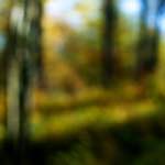 image: Image from the photoset &lsquo;wood (xix)&rsquo;.