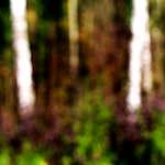 image: Image from the photoset &lsquo;wood (xix)&rsquo;.