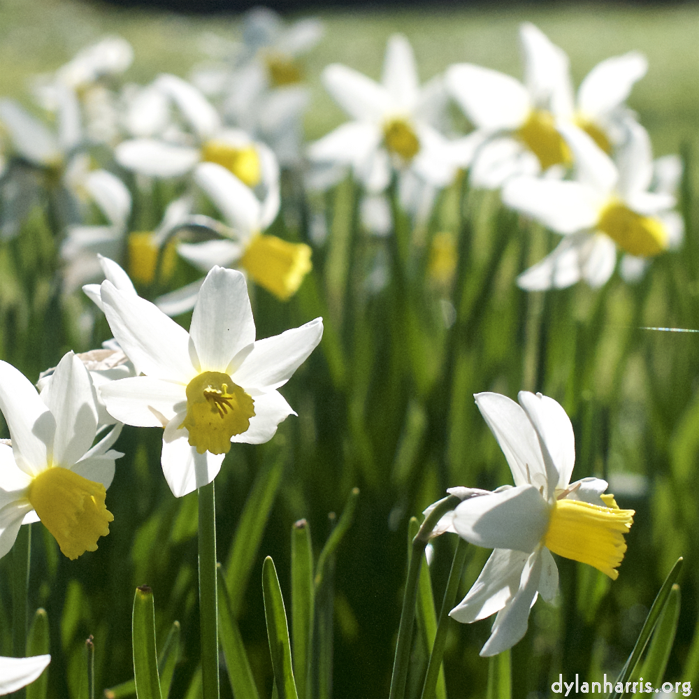 Image 'escher bloemen (xxxvi) 2'.