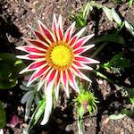 image: Image from the photoset &lsquo;flower (xx)&rsquo;.