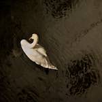 image: Image from the photoset &lsquo;z&uuml;rich (iii)&rsquo;.