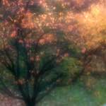 image: escher leaves