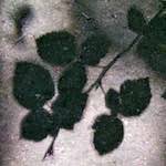 image: Image from the photoset &lsquo;parc (viii)&rsquo;.