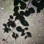 image: Image from the photoset &lsquo;parc (viii)&rsquo;.