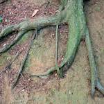 image: Image from the photoset &lsquo;parc (ix)&rsquo;.