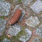 image: Image from the photoset &lsquo;parc (ix)&rsquo;.