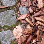 image: Image from the photoset &lsquo;parc (ix)&rsquo;.
