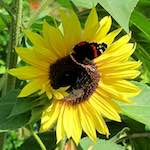 image: Image from the photoset &lsquo;konscht am gronn (ii)&rsquo;.
