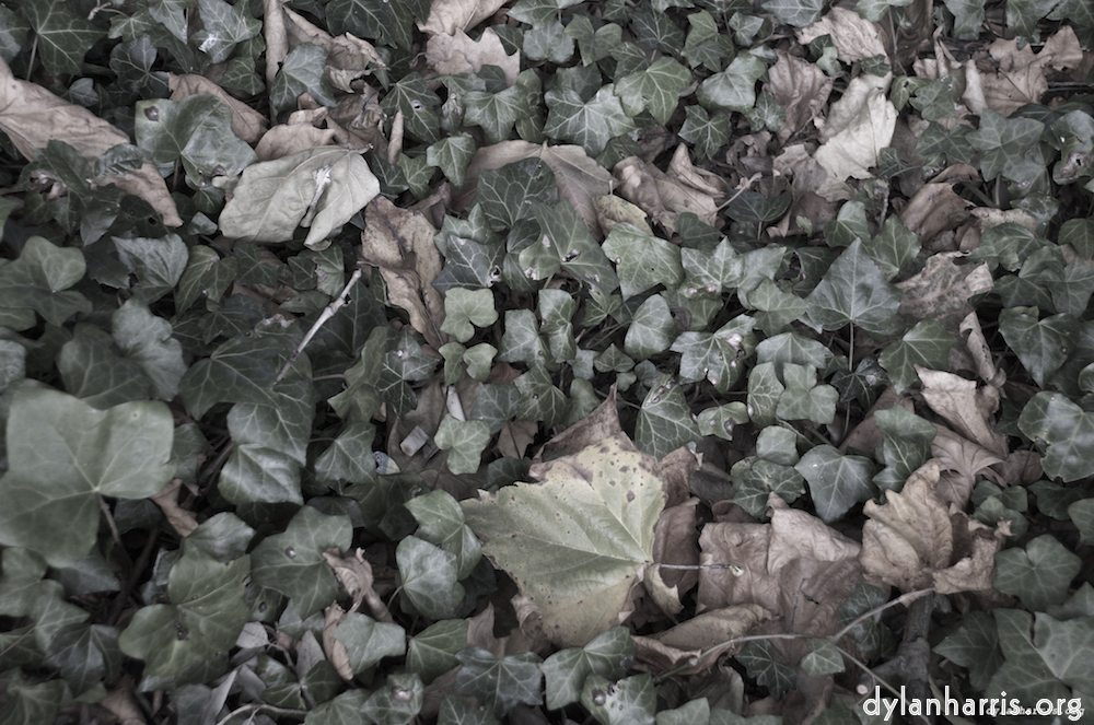 image: This is &lsquo;leaf (iii) 3&rsquo;.