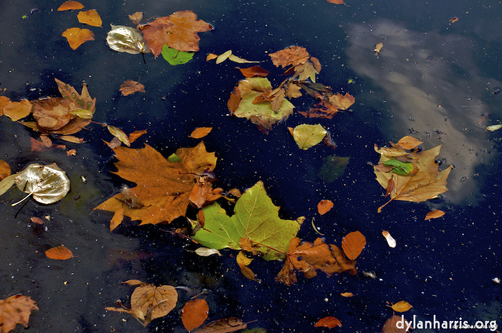 image: This is &lsquo;leaf (iii) 4&rsquo;.