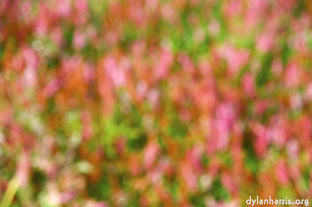 image: This is &lsquo;leaf (iii) 5&rsquo;.