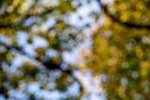 image: Image from the photoset &lsquo;leaf (iii)&rsquo;.