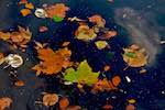 image: Image from the photoset &lsquo;leaf (iii)&rsquo;.