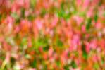 image: Image from the photoset &lsquo;leaf (iii)&rsquo;.