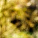 image: Image from the photoset &lsquo;wood (xx)&rsquo;.