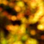 image: Image from the photoset &lsquo;wood (xx)&rsquo;.