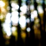 image: Image from the photoset &lsquo;wood (xxi)&rsquo;.
