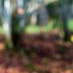 image: Image from the photoset &lsquo;wood (xxi)&rsquo;.
