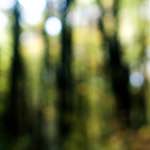 image: Image from the photoset &lsquo;wood (xxi)&rsquo;.