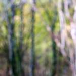 image: Image from the photoset &lsquo;wood (xxi)&rsquo;.