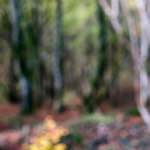 image: Image from the photoset &lsquo;wood (xxi)&rsquo;.