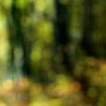 image: Image from the photoset &lsquo;wood (xxi)&rsquo;.