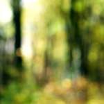 image: Image from the photoset &lsquo;wood (xxii)&rsquo;.