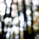 image: Image from the photoset &lsquo;wood (xxii)&rsquo;.