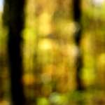 image: Image from the photoset &lsquo;wood (xxii)&rsquo;.