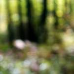image: Image from the photoset &lsquo;wood (xxii)&rsquo;.