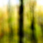 image: Image from the photoset &lsquo;wood (xxii)&rsquo;.