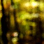 image: Image from the photoset &lsquo;wood (xxiii)&rsquo;.