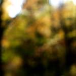 image: Image from the photoset &lsquo;wood (xxiii)&rsquo;.