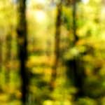 image: Image from the photoset &lsquo;wood (xxiii)&rsquo;.