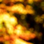 image: Image from the photoset &lsquo;wood (xxiii)&rsquo;.