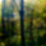 image: Image from the photoset &lsquo;wood (xxiii)&rsquo;.
