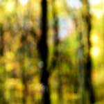 image: Image from the photoset &lsquo;wood (xxiii)&rsquo;.