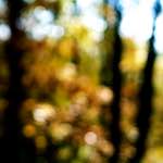 image: Image from the photoset &lsquo;wood (xxiii)&rsquo;.