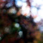 image: Image from the photoset &lsquo;wood (xxiv)&rsquo;.