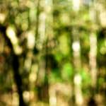 image: Image from the photoset &lsquo;wood (xxiv)&rsquo;.