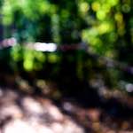 image: Image from the photoset &lsquo;wood (xxiv)&rsquo;.