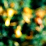 image: Image from the photoset &lsquo;wood (xxiv)&rsquo;.