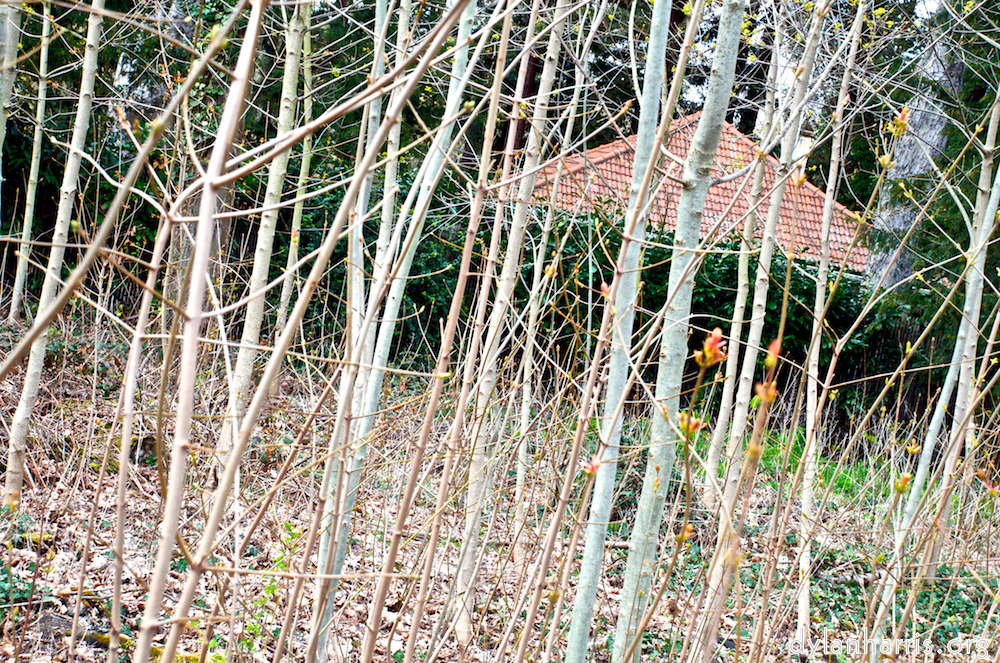 image: This is &lsquo;parc (i) 11&rsquo;.
