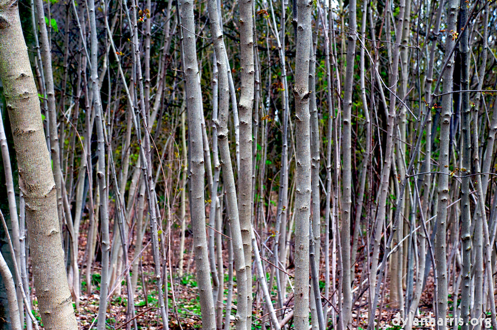 image: This is &lsquo;parc (i) 2&rsquo;.