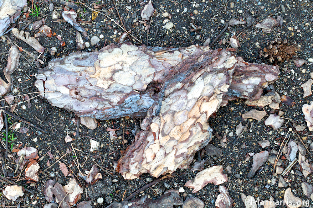 Image 'parc (i) 8'.