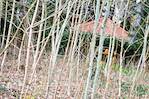 image: Image from the photoset &lsquo;parc (i)&rsquo;.