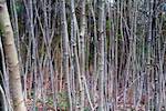 image: Image from the photoset &lsquo;parc (i)&rsquo;.