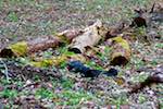image: Image from the photoset &lsquo;parc (i)&rsquo;.