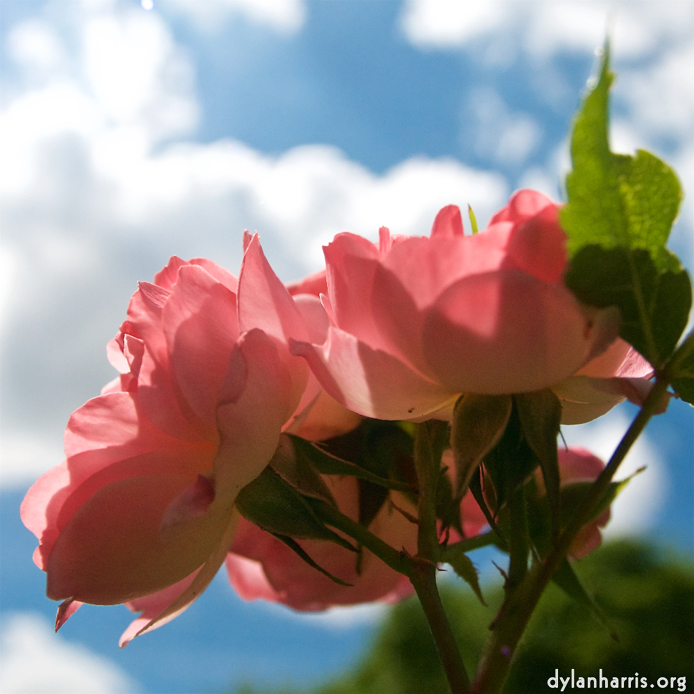 image: Voici &lsquo;fleurs&nbsp;d&rsquo;esch (lxii) 2&rsquo;.
