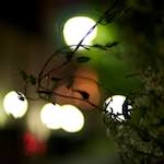 image: Image from the photoset &lsquo;montmartre (xi)&rsquo;.